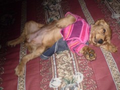 Fotos de perros